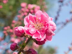 花桃～盛り