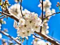 青空と桜