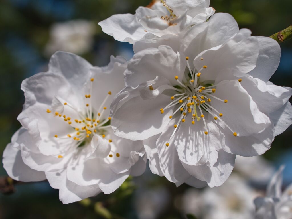 花桃～自己主張