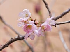 桜　仲間が出来ました