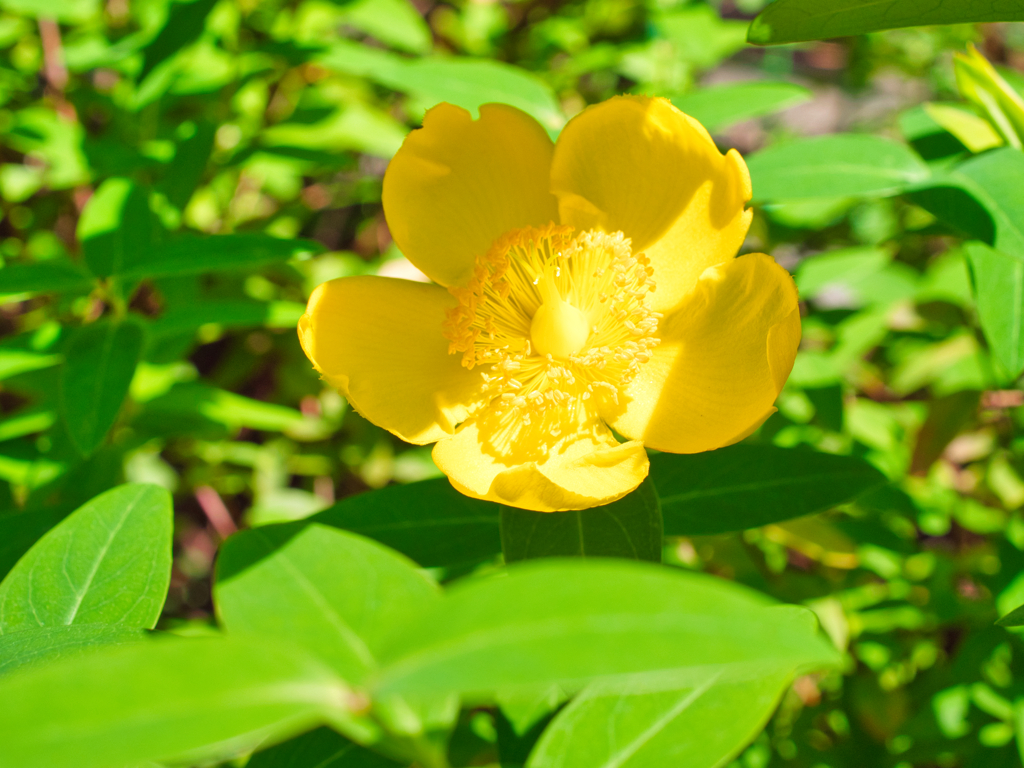 ヤマブキの輝き