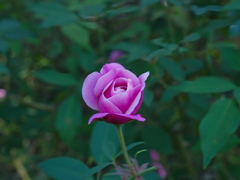 薔薇の片思い