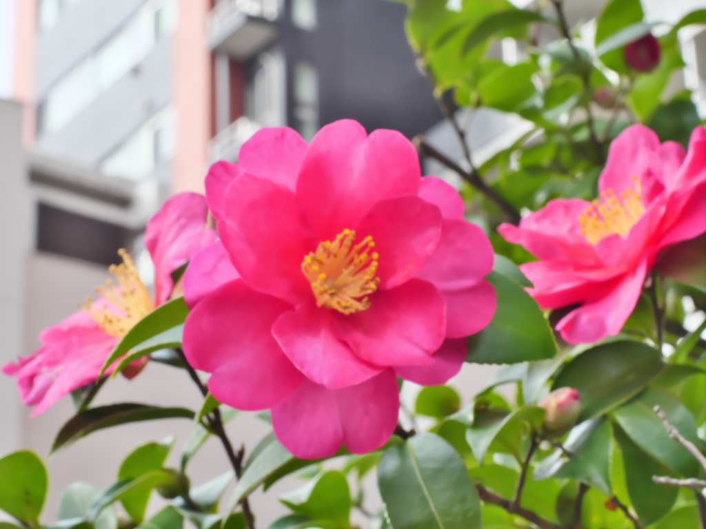 この時期の紅い花