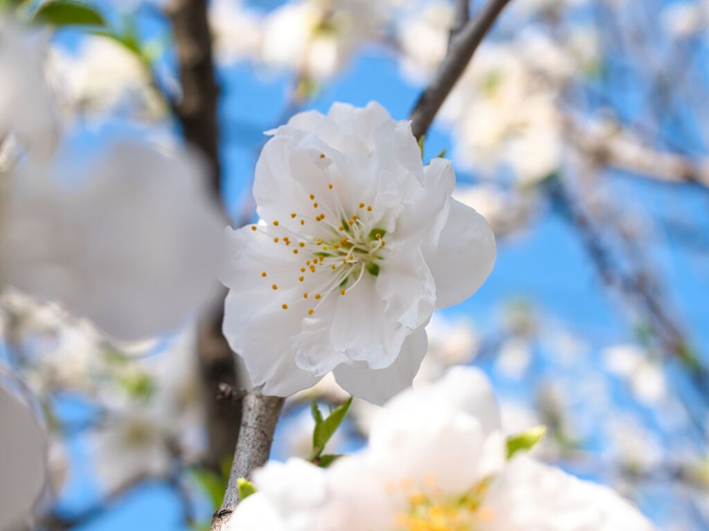 花桃～控えめに