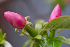 花梨の蕾