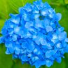 紫陽花