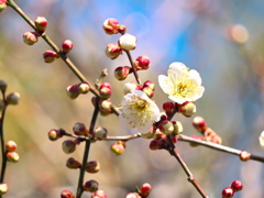梅～蕾の中に二輪