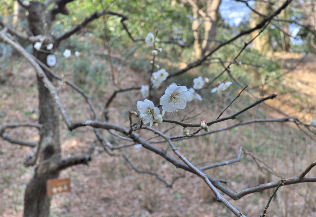 梅の花