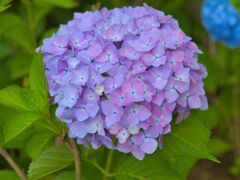 紫陽花