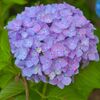 紫陽花