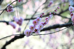 梅～重連