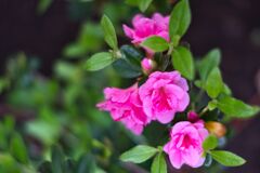 さつき　ロージー