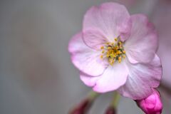 御殿場桜の開花