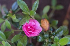 ロージーの佇まい