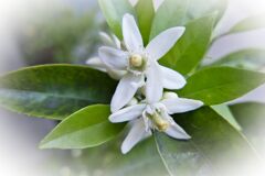 柑橘系の花　開花