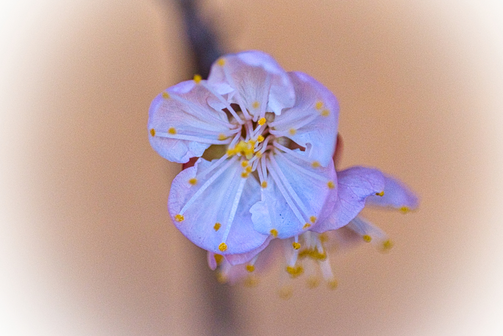 あんずの花