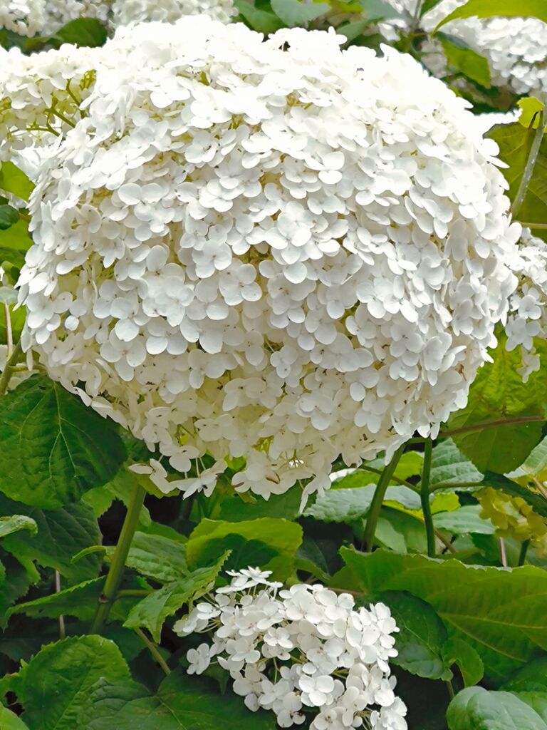 紫陽花