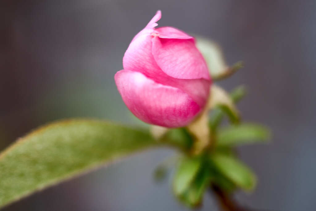 開花寸前 ! かりん