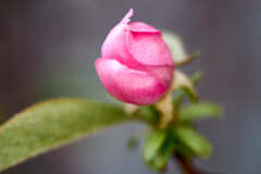 開花寸前 ! かりん