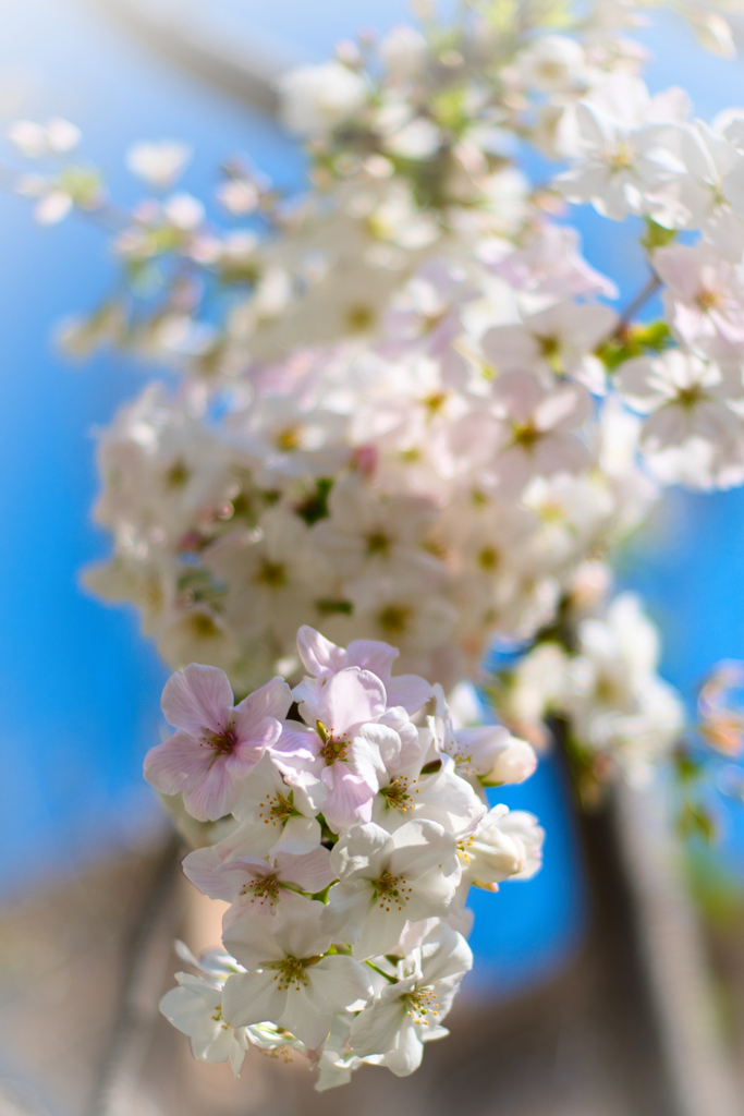 桜だより