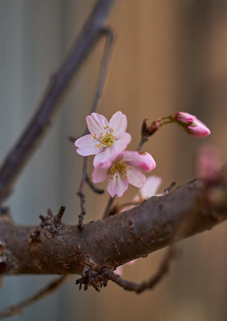 桜が咲きました !