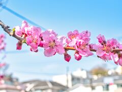 花桃～元気