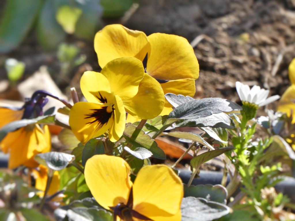 黄色いパンジー