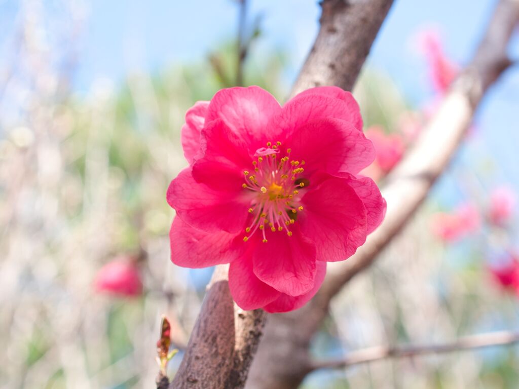 花桃～清純な赤