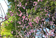 梅～梅の仲間と