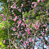 梅～梅の仲間と