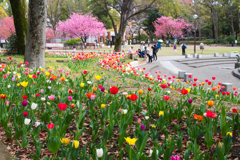 チューリップと桜のコラボ