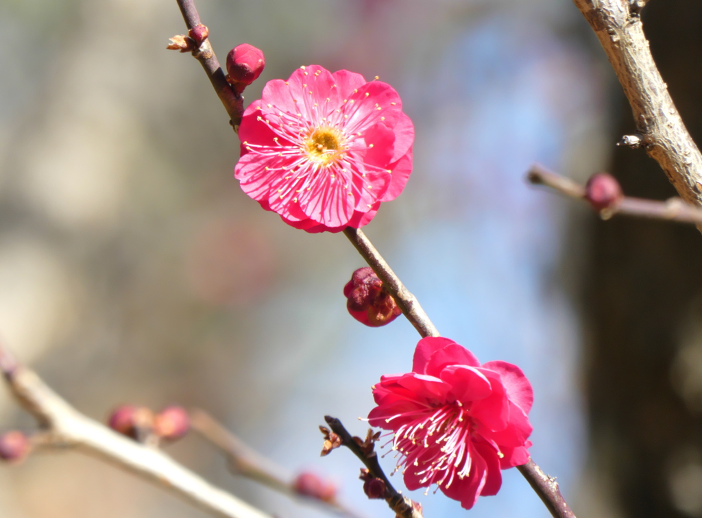 紅く咲く梅の花