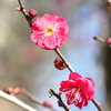 紅く咲く梅の花