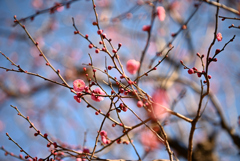 梅～蕾の中に
