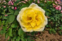 ハリソンズイエロー