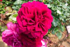 ヤマシャクヤク