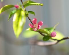 花梨　開花しました