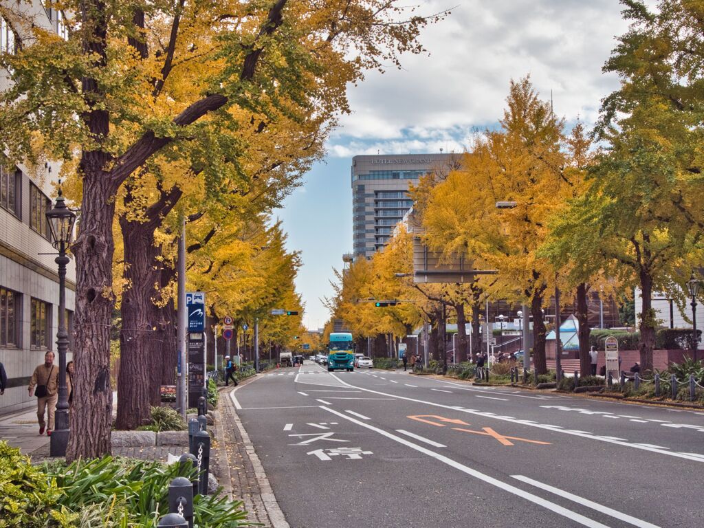 山下公園通りの紅葉
