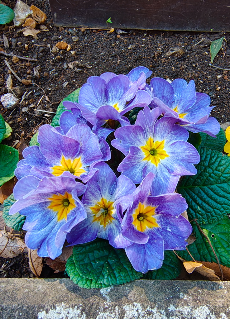 プリムラ　ジュリアン