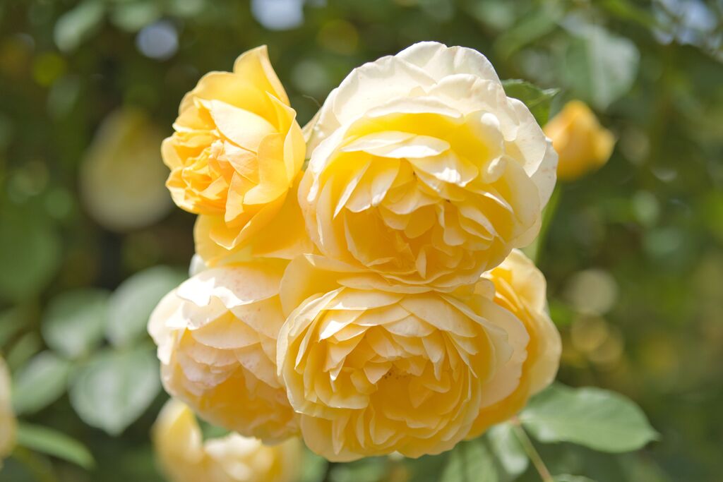 薔薇