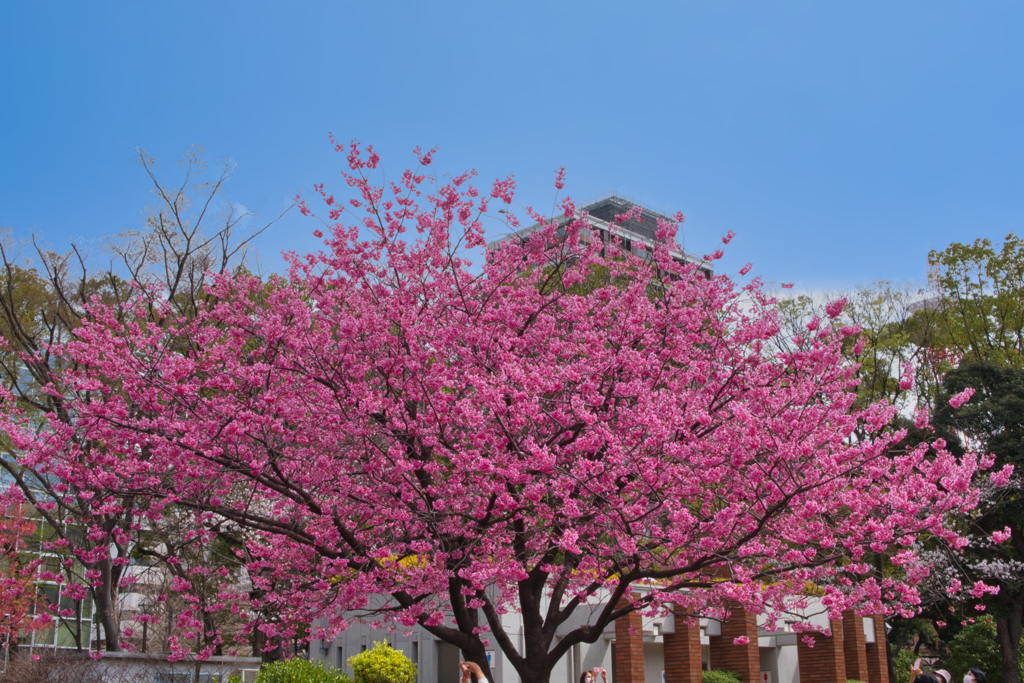 ヨコハマザクラ