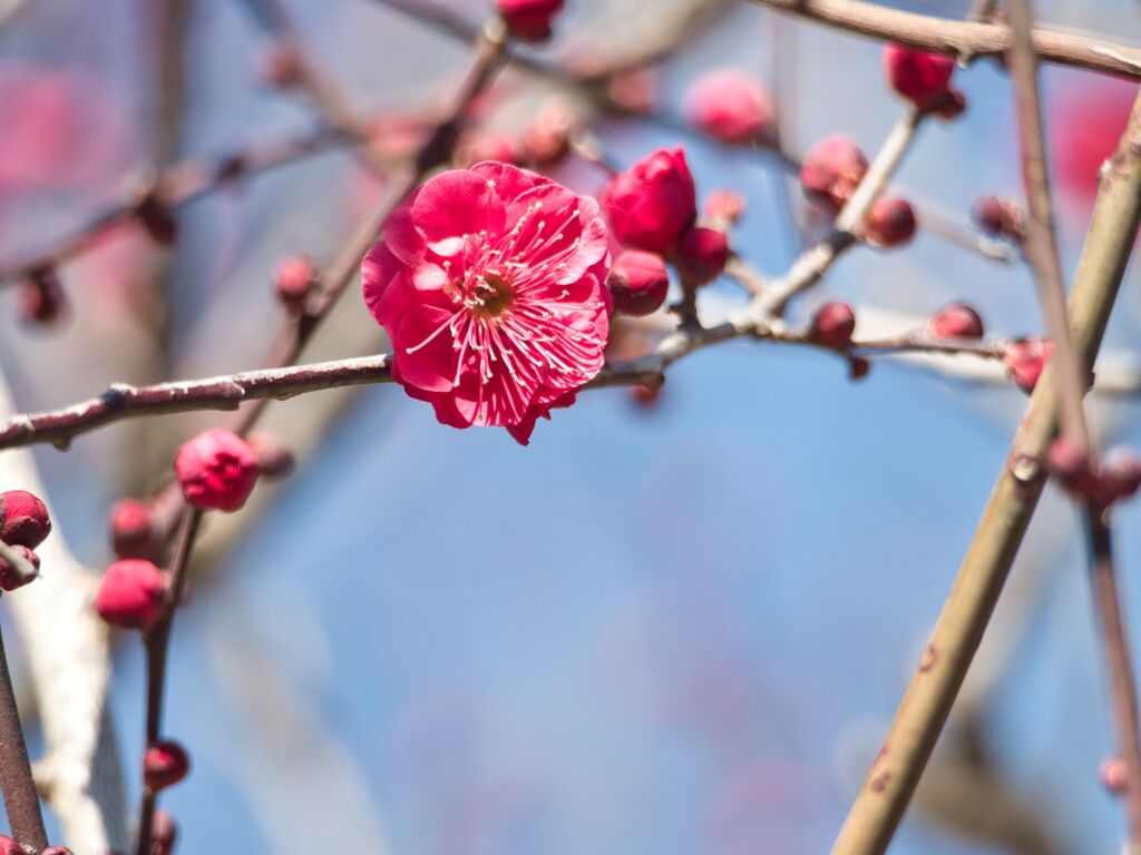 梅～紅一点