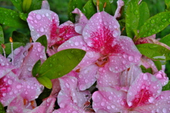 雨上がりのサツキ