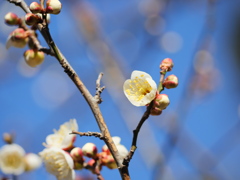 梅～もうちょっとで開花