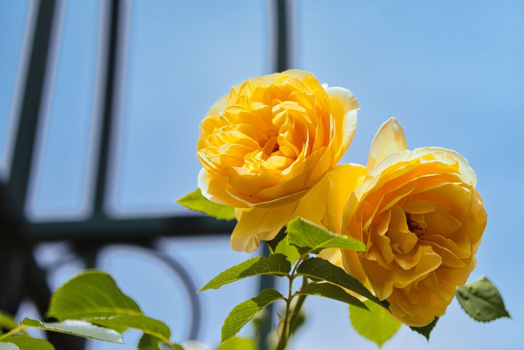 薔薇