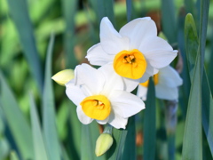 横浜「三渓園」