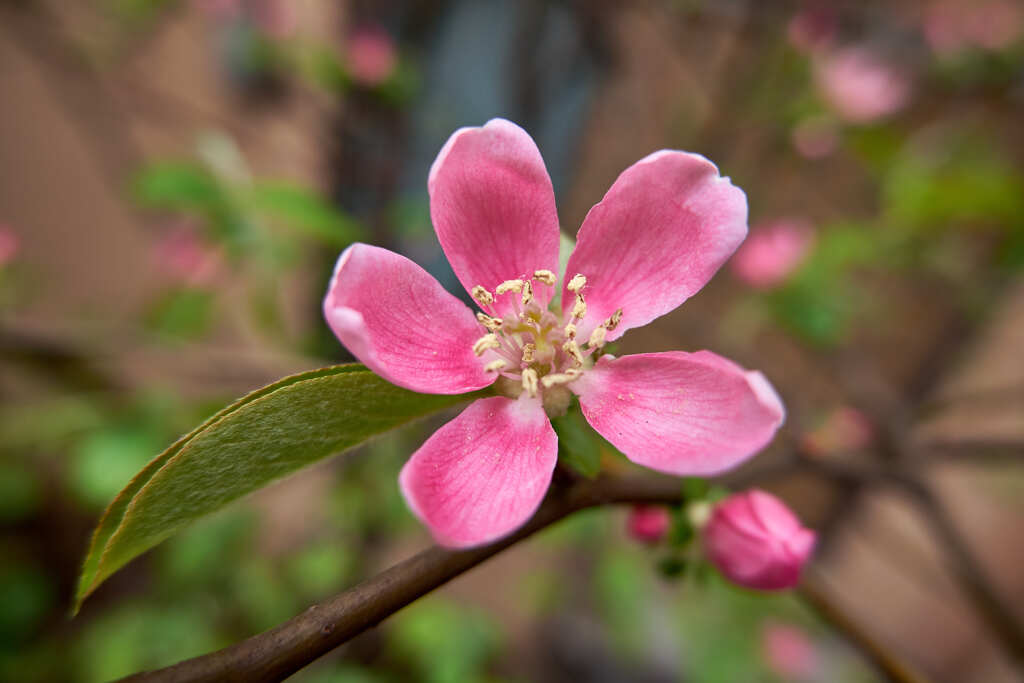 お見事 ! かりん