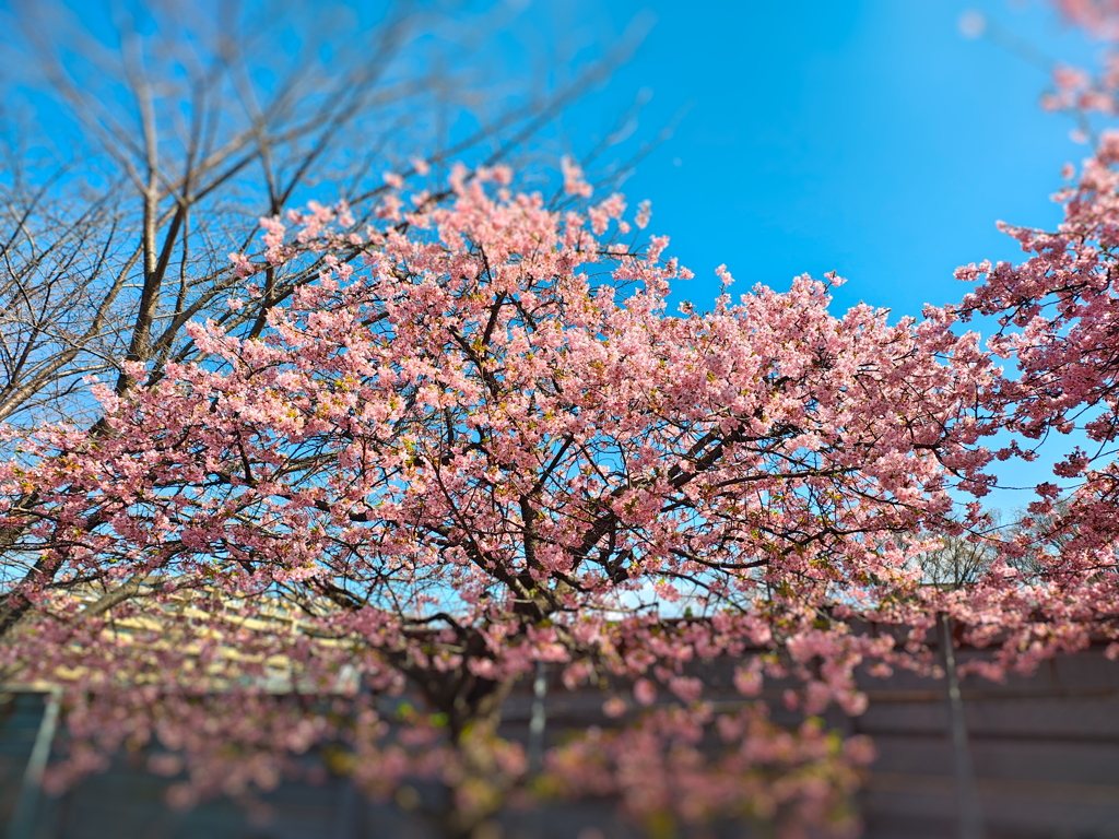 満開の桜 by shigechan （ID：13385846） - 写真共有サイト:PHOTOHITO