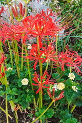 目を引く曼珠沙華