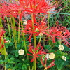 目を引く曼珠沙華